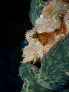 Scorpionfish on a  giant clam by Beate Seiler 